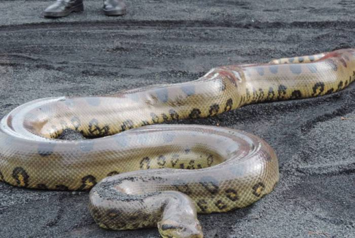 Pescadores encuentran anaconda atrapada en una red