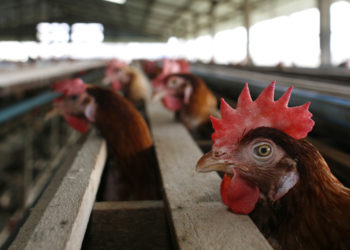 Chile sacrifica 40.000 aves para evitar propagación de gripe aviar