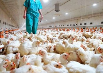 Todas las variantes de gripe aviar tienen potencial pandémico afirma la OMS