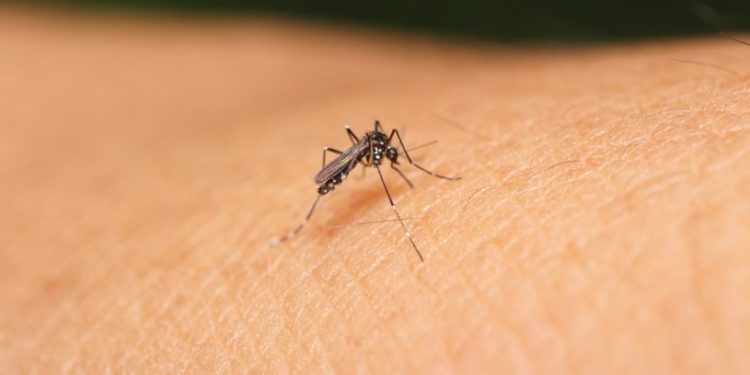 ¡Chikungunya arrasa en Paraguay!