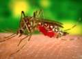 Peru vive el peor brote de dengue del siglo Perú enfrenta el “peor brote de dengue de su historia más reciente”