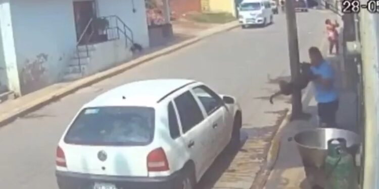 AMLO lamenta el caso del perrito arrojado en aceite hirviendo; van por el responsable