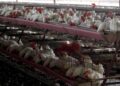 brasil decreta estado de emergencia por gripe aviar 696x442 1 Decretan emergencia zoosanitaria por gripe aviar en Brasil