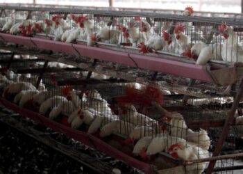 Decretan emergencia zoosanitaria por gripe aviar en Brasil