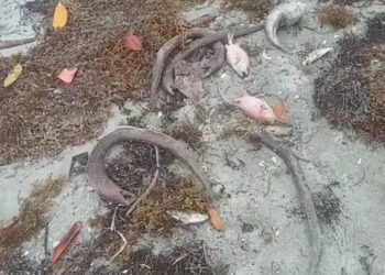 Aparecen peces muertos en playa Puerto Viejo en Azua; ciudadanos lo atribuyen a barcazas