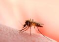 WhatsApp Image 2023 06 18 at 2.18.24 AM Nilo Occidental, enfermedad mortal transmitida por mosquitos en EE.UU.