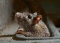 ratas en paris 7577 ¡Increíble! Proponen a residentes de París “convivir con las ratas”