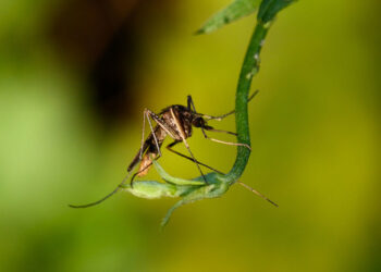 Desarrollan “Ifegenia” para combatir la malaria en África