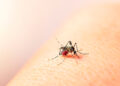 dengue 9338 OMS advierte casí la mitad de la población mundial está en riesgo de contraer dengue