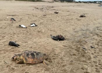 Descubren miles de animales muertos en las costas de Uruguay