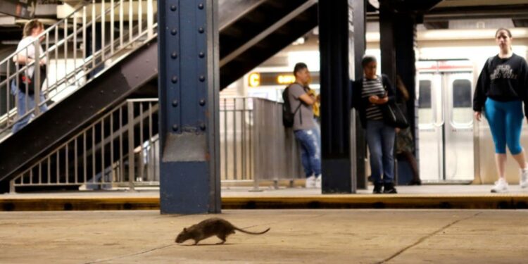 ¡Ratas en Nueva York! Un nuevo atractivo turístico