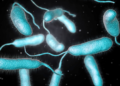 64f70418e9ff71304234d6dd EE.UU. en Alerta por la presencia de una mortal bacteria 'comecarne'