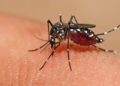 dengue2 900x400 py3su4wvxvj1ej0p11cr8zessrsdlgpko6ckjd1h7i El dengue, fuerte amenaza contra la República Dominicana