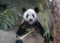 descarga 2023 09 28T165719.178 China acoge todos los pandas de los zoológicos estadounidenses