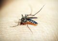 se ha confirmado un pico epidemico en ciudades de clima calido especialmente en municipios como girardot y sus alrededores Registran más de 1.000 nuevos casos de dengue en Vietnam