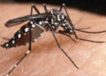 dengue 3 Colegio Médico alerta dengue rebasa capacidad de atención; Salud Pública dice ha disminuido