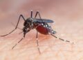 100623 dengue costa rica full b70728fe48 Registran más de 18.000 casos de dengue hasta octubre en Costa Rica