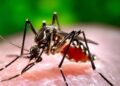 6549844a18740 El dengue continúa cobrando vidas otra niña de 6 años fallece a causa de la enfermedad
