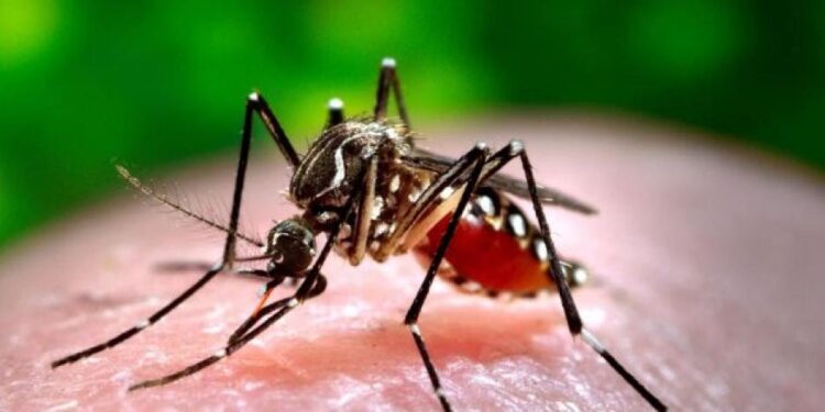 El dengue continúa cobrando vidas otra niña de 6 años fallece a causa de la enfermedad