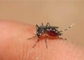 infectologa advirtio sobre posible brote dengue zika chikunguya 257884 Aumenta a 20,635 los casos sospechosos de dengue en RD; ya son 23 muertos