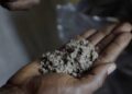 primopiano 17586 El 'kush' : La droga emergente que está afectando a la juventud en Sierra Leona