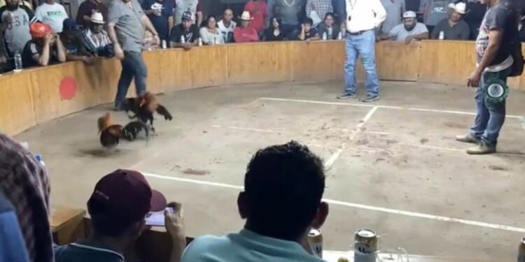 ¡Otra masacre en Guerrero! Asesinan a cinco personas en un palenque de gallos
