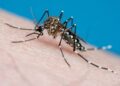 Dengue201139716771 Argentina registra casi 12.000 casos de dengue en enero
