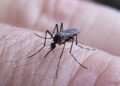 3JHKD3WKUZAYPLDPXTYAY5DD3Y Aumenta a casi 25.000 los casos de dengue en Perú