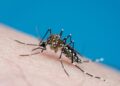 Dengue 1139716771 Ola de dengue en Perú deja 44 muertos entre enero y febrero 