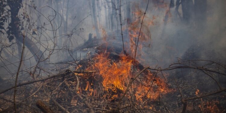 Incendios forestales dejan varios muertos en México 
