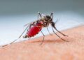 mosquito dengue OPS advierte se espera la peor temporada de dengue en la historia en América
