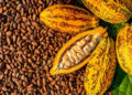 unnamed 3 El precio del cacao aumenta con más fuerza a nivel mundial 
