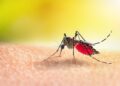 vacuna dengue brasiljpg Registran más de 130.000 casos de dengue en Argentina en lo que va de año