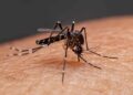 dengue Brasil registra más de tres millones de casos de dengue