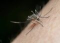 dengue guatemala salud 1024x683 1 Declaran emergencia nacional por epidemia de dengue en Guatemala
