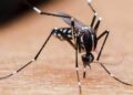 dengue mosquito t Reportan más de 5,2 millones de contagios por dengue en América Latina 