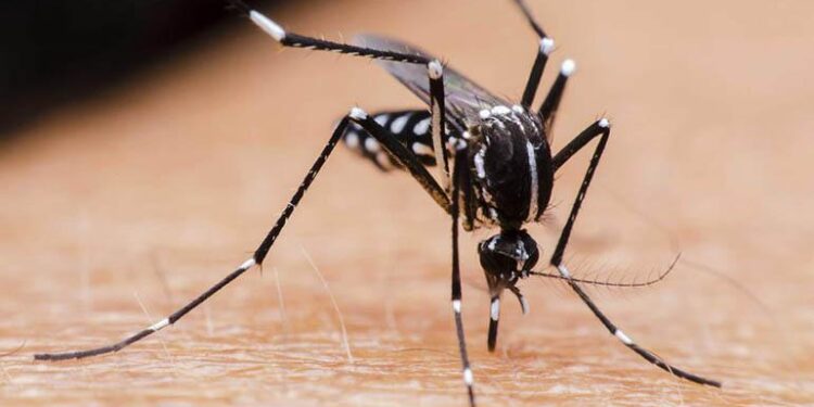 Reportan más de 5,2 millones de contagios por dengue en América Latina 