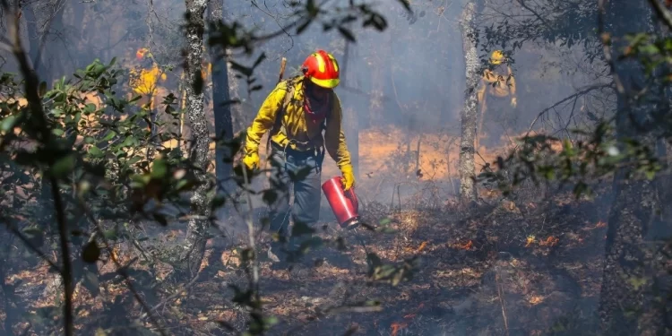 Casi 70 incendios forestales activos en México 