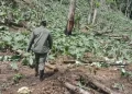 Medio Ambiente ha arrestado a 287 personas en la intervencion actual de Los Haitises 2 728x328 1 Medio Ambiente arresta a 280 haitianos en Parque Nacional Los Haitises