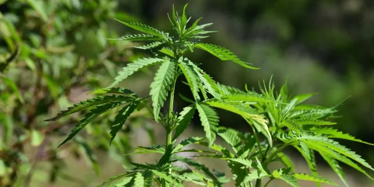 Corte Suprema de Brasil despenaliza la marihuana para consumo personal