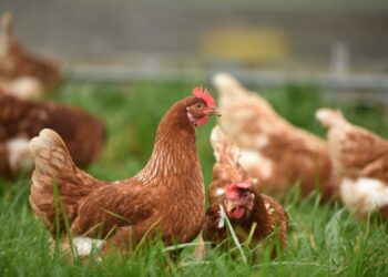 Ola de calor en Corea del Sur mata a 763,000 animales de granja