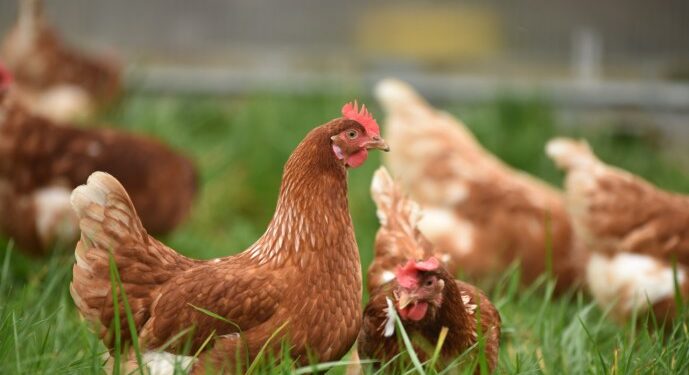 Ola de calor en Corea del Sur mata a 763,000 animales de granja