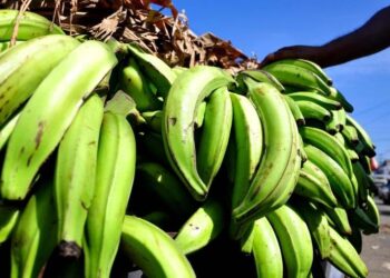 Agricultura insta a dominicanos a aprovechar la superproducción de plátano