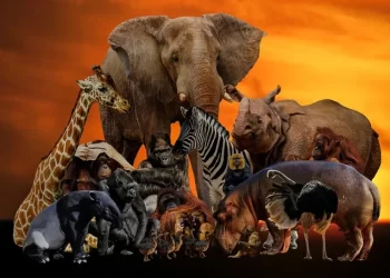 4 de octubre: Día Mundial de los Animales