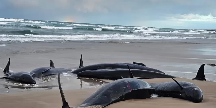Más de 150 ballenas mueren tras quedar varadas en Australia 