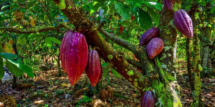 Cacao, huevos y tabaco lideran el crecimiento de las exportaciones