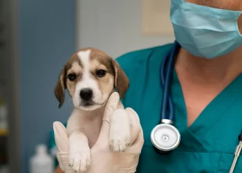 Día Mundial del Veterinario
