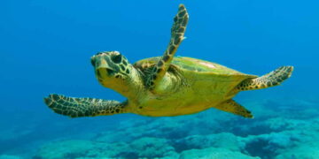Día Mundial de la Tortuga